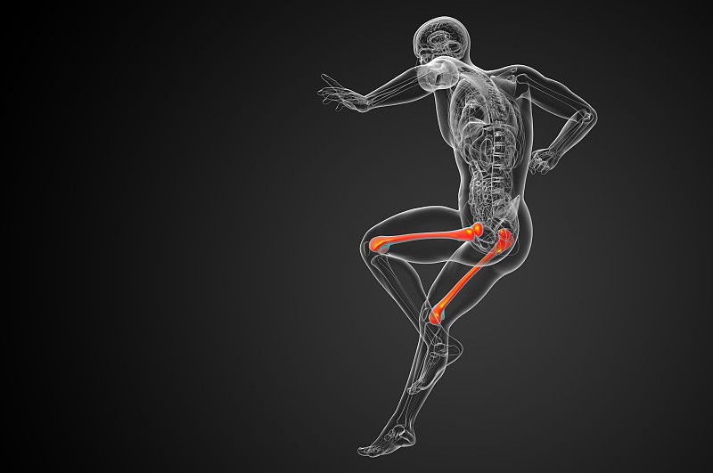 股骨的3d渲染医学插图