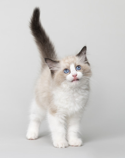 布偶猫白猫