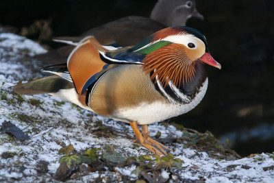 凤头鸭(Aix galericulata)