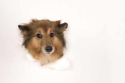 设得兰牧羊犬头穿过白色背景与复制空间