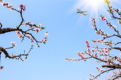 桃花在春天盛开