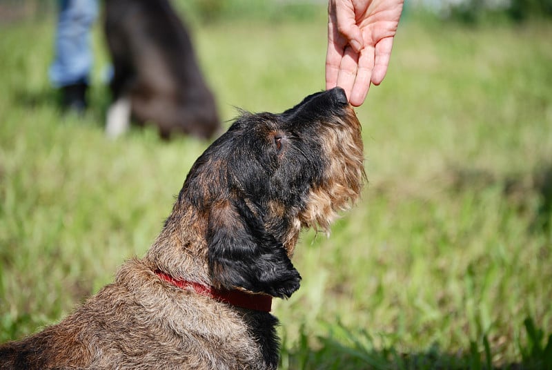 这只腊肠犬曾