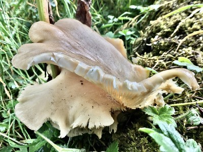 creamy tan colored pearl oyster mushroom / tree oy
