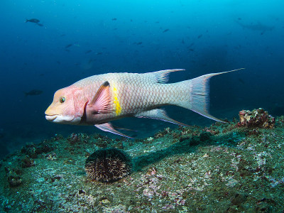 墨西哥Hogfish (Bodianus diplotaenia)或Streamer Hogfish