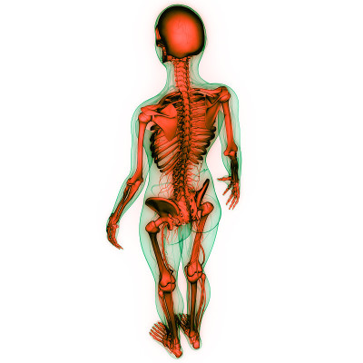 人体骨骼系统骨关节解剖学