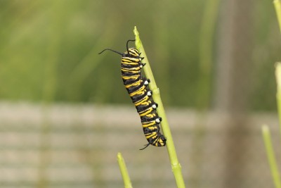 帝王蝶的毛虫——Danaus Plexippus