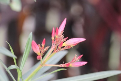 近距离观察澳大利亚本土粉红色花朵的花蕾开放