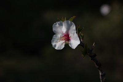 树开花