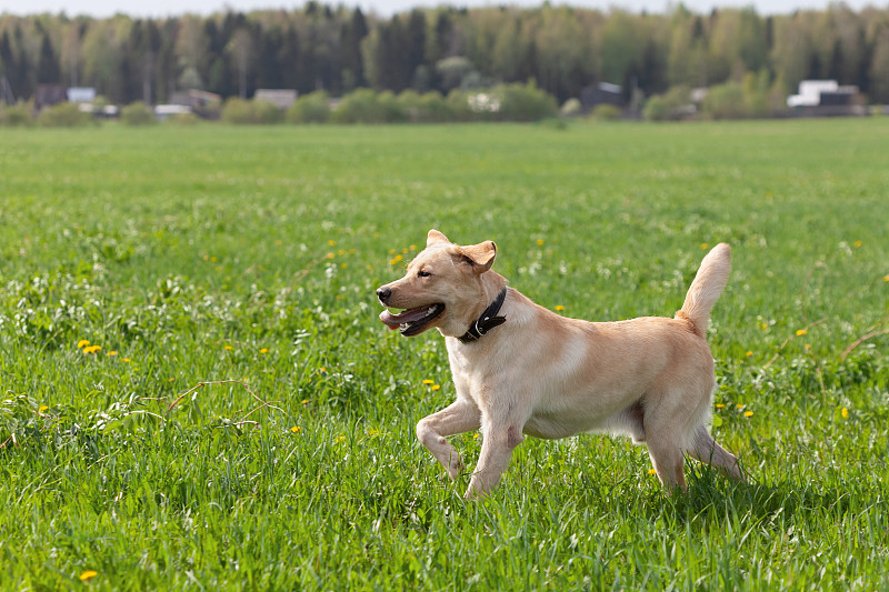 快乐的拉布拉多寻回猎犬在田野里奔跑，夏天的时候