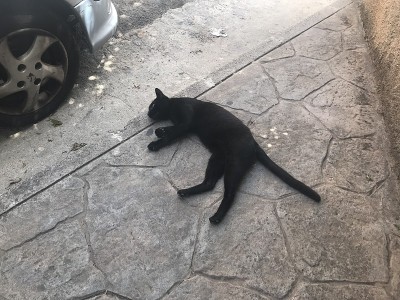 小狗和小猫。