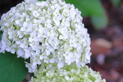 Annabelle使白花盛开，大Temari类型，绣球(Noichi绣球道，高知县)