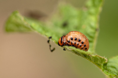 科罗拉多甲虫的幼虫- leptinotarsa decemlinata -马铃薯农业马铃薯