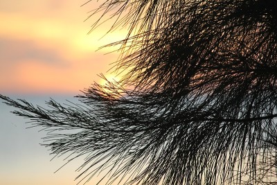 松针的剪影，背景是淡淡的夕阳