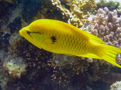 一种Slingjaw Wrasse (Epibulus insidiator)