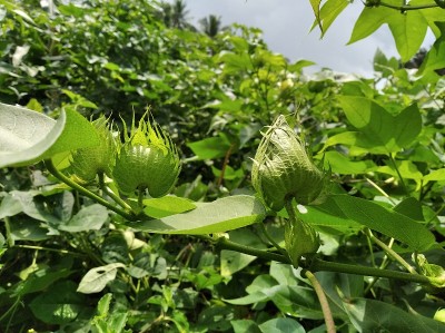 棉花田和棉花植株