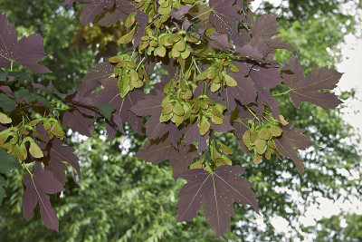 宏碁pseudoplatanus atropurpureum
