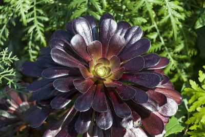 Aeonium