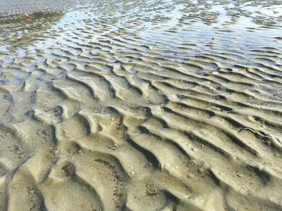 波沙。