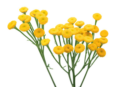 檀香(Tanacetum vulgare)