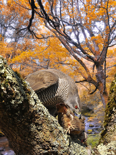苍鹰。