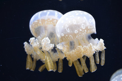 水母