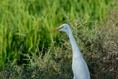 它也被称为Bubulcus ibis