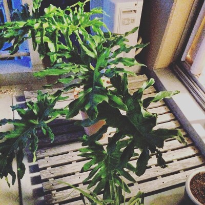 阳台上的盆花。