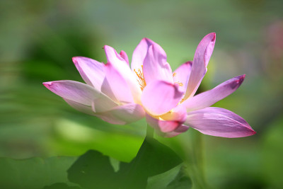 莲花