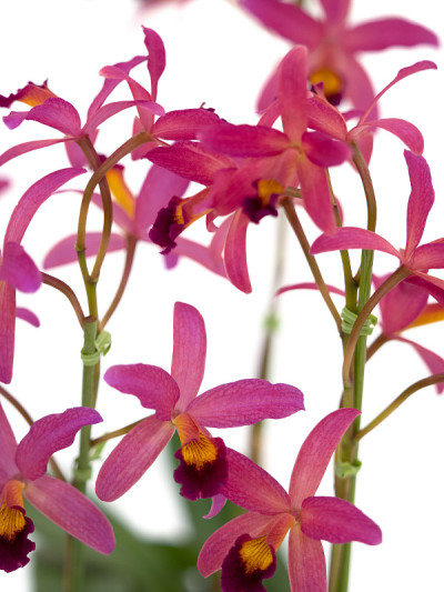 卡特里亚花