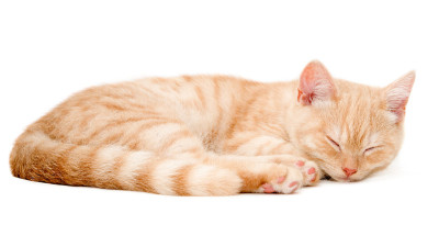 红色的小猫