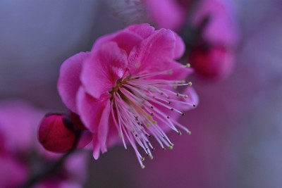 日本的梅花