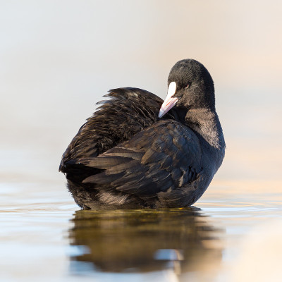 特写黑骨顶(fulica atra)在水中梳理