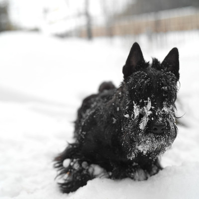 梗在雪