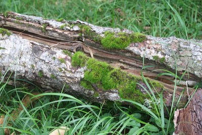 苔藓的森林