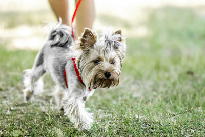 夏日里，一只小约克郡犬和它的主人散步