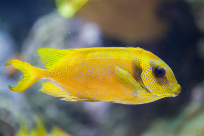 蓝斑棘足