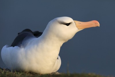 白眉信天翁(Thalassarche melanophris)或德国Mollymawk Helgol