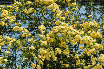 春花黄多花蔷薇