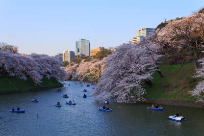日本东京的樱花