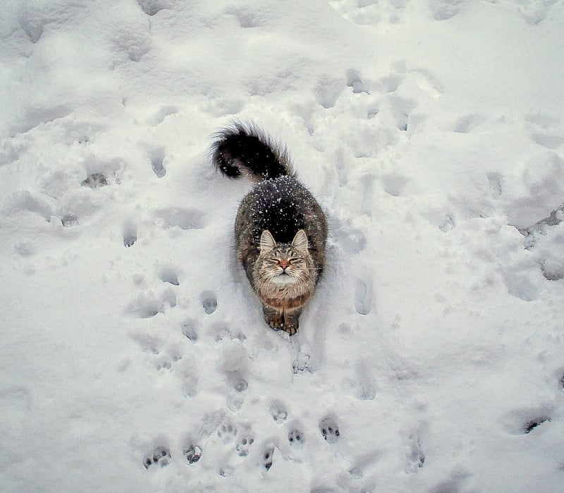 艾玛的第一场雪