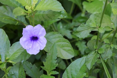 豆荚花紫色开花