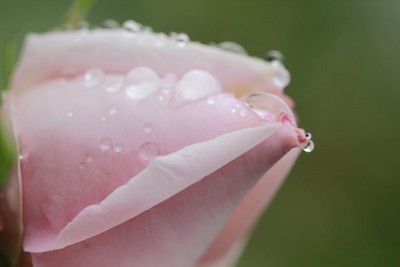 玫瑰与雨滴
