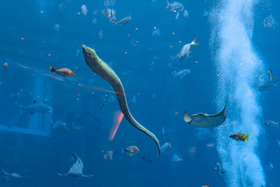 中国三亚，海南亚特兰蒂斯酒店的一个巨大水族馆里的大穆拉纳(海鳗，穆拉纳科)。