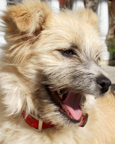 狗