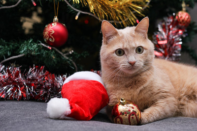 一只红猫躺在圣诞树旁。圣诞舞会，金属箔和圣诞老人的小帽子