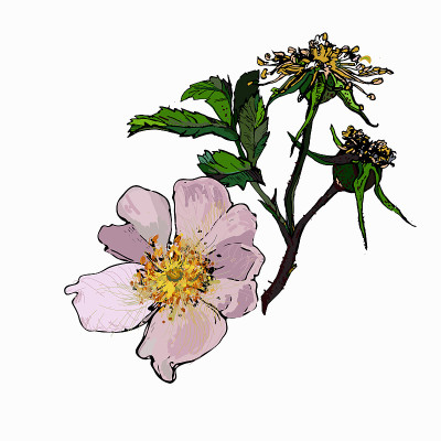 玫瑰果枝-粉红色的花，果实和叶子。矢量图形。
