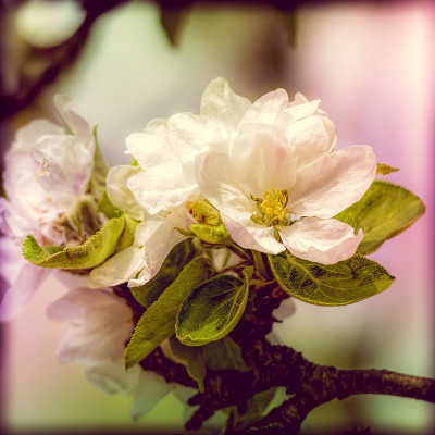 苹果树花