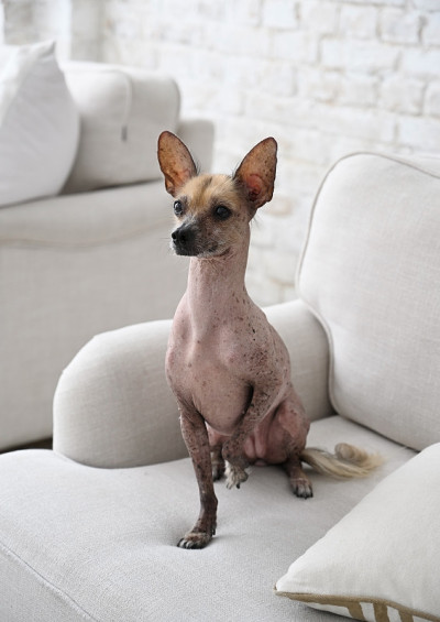 墨西哥无毛狗xoloitzcuintli坐在沙发上