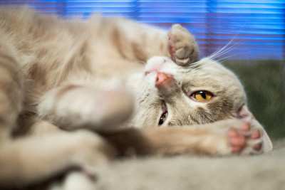 高飞桃子的猫