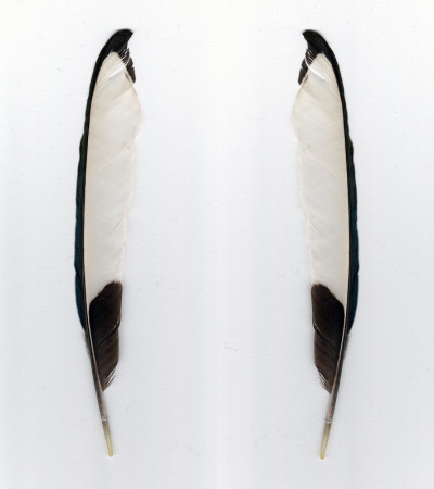 鸟羽毛近距离观察孤立的白色